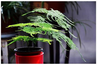 云竹和文竹是一种植物吗 云竹和文竹的差别在哪