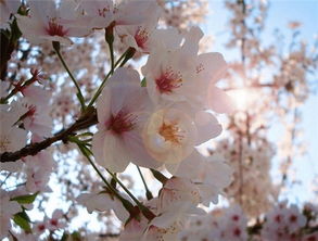 形容花的四字词语