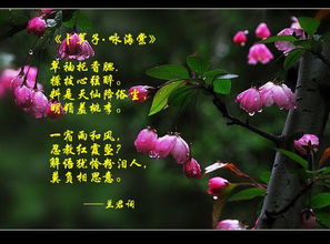 咏海棠的诗词
