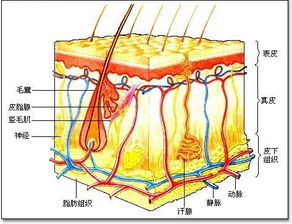 真皮层分为哪几层作用
