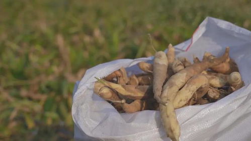 东京薯热量