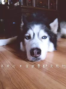哈士奇怎么养
