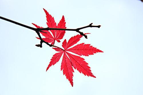枫叶的寓意
