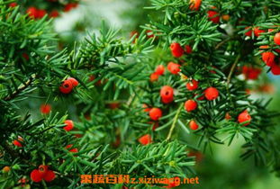 红豆杉的功效与作用
