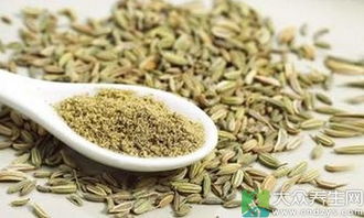 小茴香子的功效