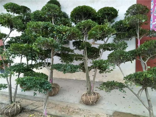 灌木与乔木有什么区别(什么是乔木什么是灌木区别在哪)