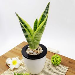 虎皮兰去甲醛吗
