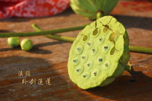 溪头卧剥莲蓬这一句的整首诗