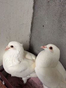 鸽子怎么区分公母
