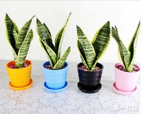 虎皮兰盆栽
