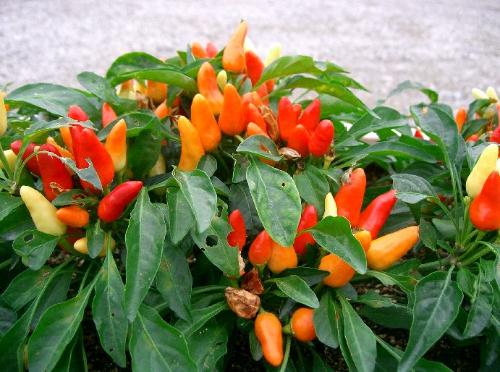 capsicum
