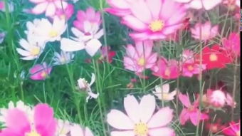 哭泣的格桑花
