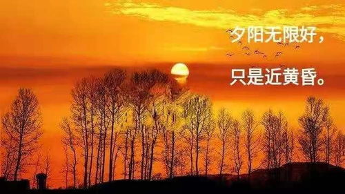 夕阳无限好全诗
