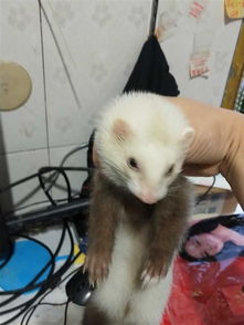 安格鲁
