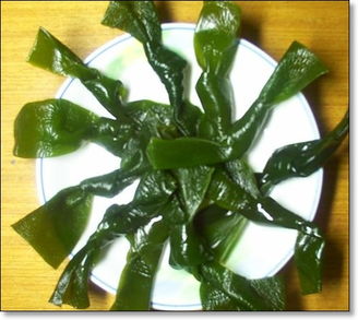 海带是植物吗
