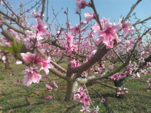 什么样的桃花
