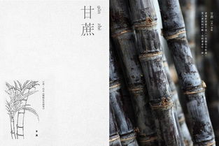 颠沛流离是什么意思
