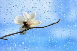 春夜喜雨的思想感情
