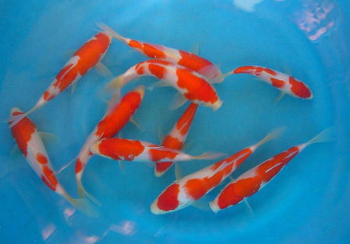 锦鲤能长多大
