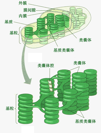 类囊体

