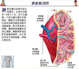 人的脾割了对身体有什么影响
