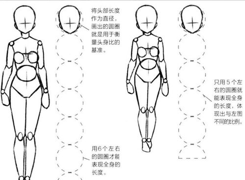 头身比例
