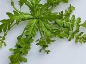 荠菜怎么吃
