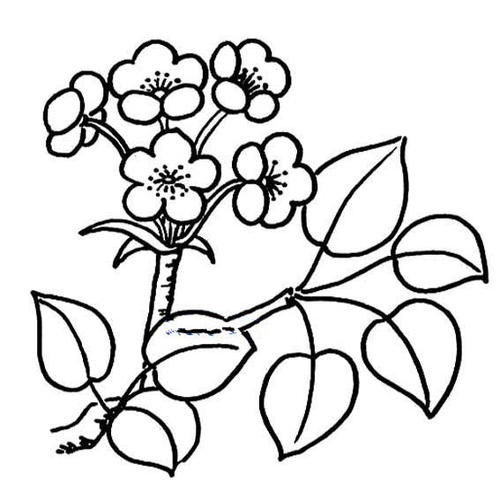 梨花的简笔画
