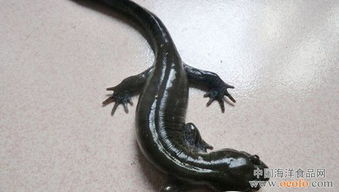 中国小鲵
