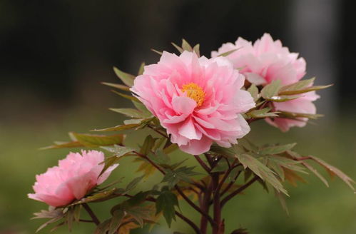 牡丹花寓意
