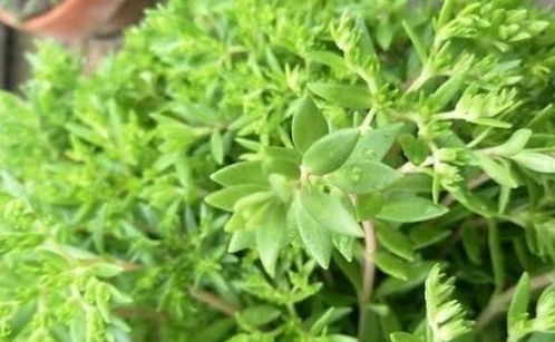 狗牙根草什么时候种植