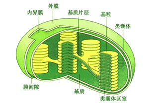 什么是类囊体薄膜