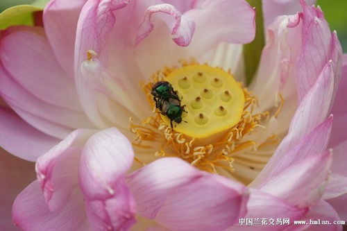 花前月下的意思是什么
