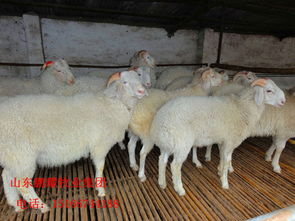 怎样饲养育肥羊