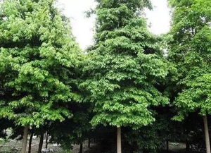 楠木种植20年能有多大
