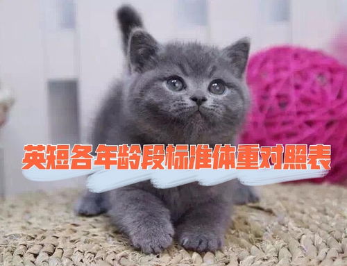 英短标准体重对照表
