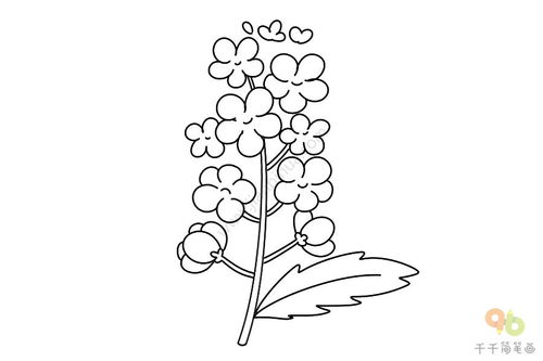 油菜花的简笔画
