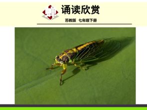《蝉》译文!!!