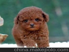 茶杯犬应该怎么养
