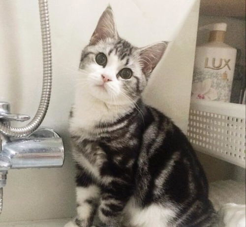 养美短猫的弊端,养美短猫的好处和坏处