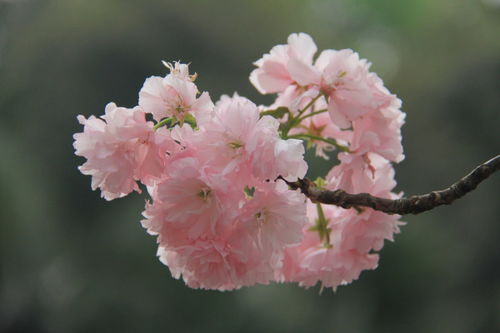 樱花有几瓣
