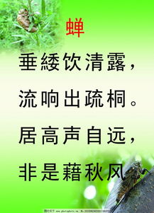 古诗《蝉》朗诵

