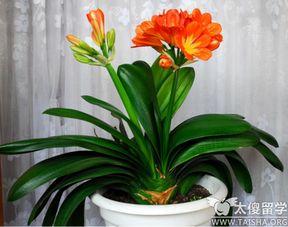 君子兰怎么养才能旺盛
