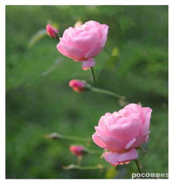 花中皇后是什么花
