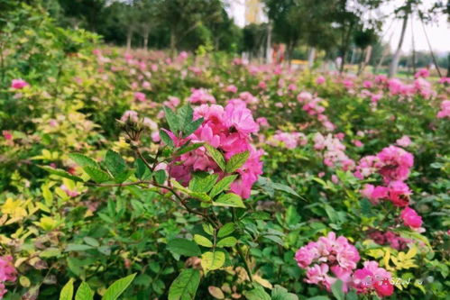 花中皇后指的是什么花?