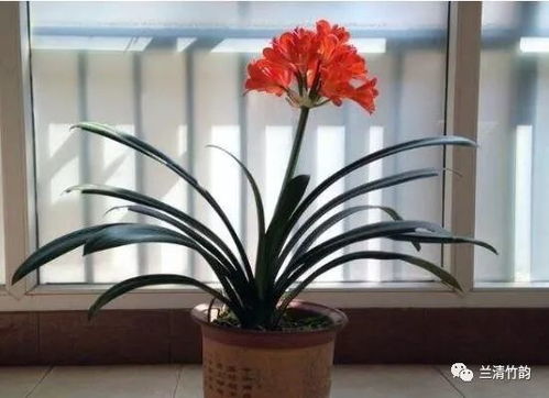 君子兰花怎样养更旺盛?