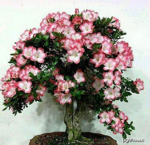 杜鹃花怎么养(家庭养法)