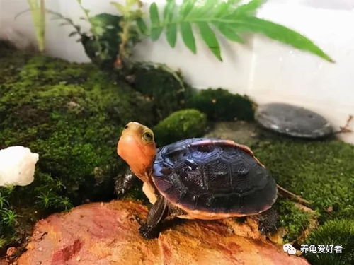 乌龟晒背灯有用吗