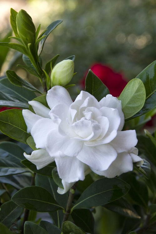 栀子花好养活吗

