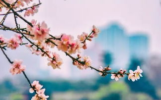 描写桃花的成语